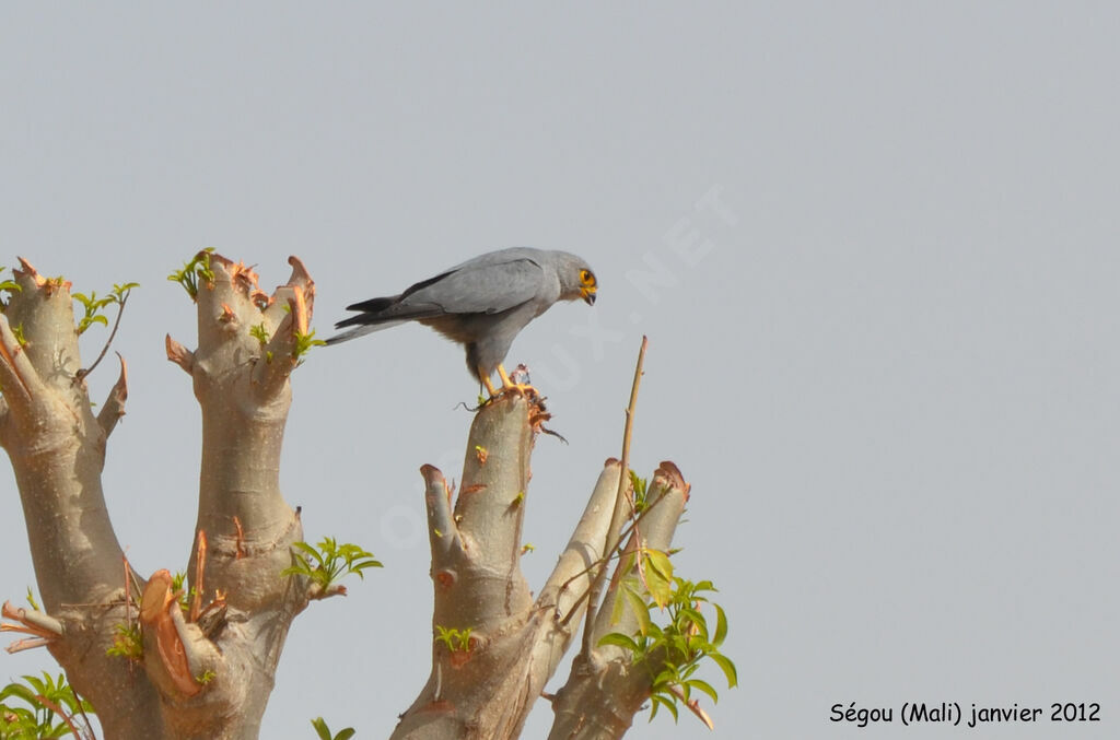 Grey Kestrel