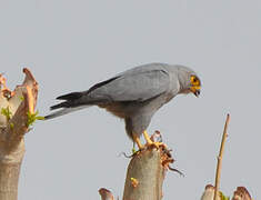 Grey Kestrel