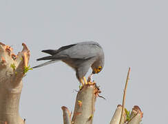 Grey Kestrel