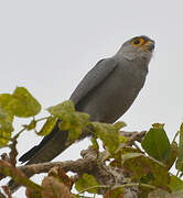 Grey Kestrel