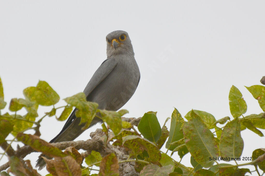 Grey Kestreladult, identification