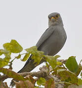 Grey Kestrel