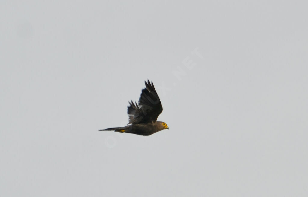 Grey Kestreladult, Flight