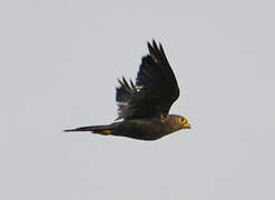 Grey Kestrel