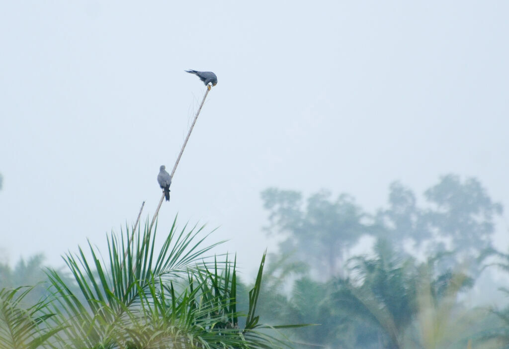 Grey Kestrel 