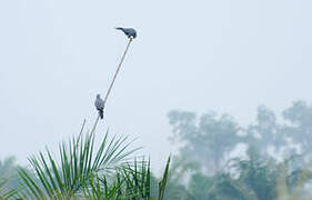 Grey Kestrel