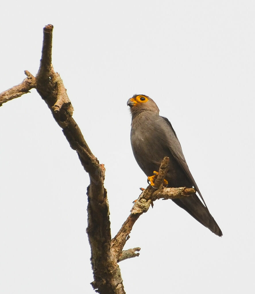 Grey Kestreladult, identification