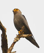 Grey Kestrel