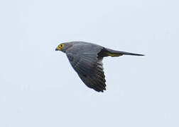 Grey Kestrel