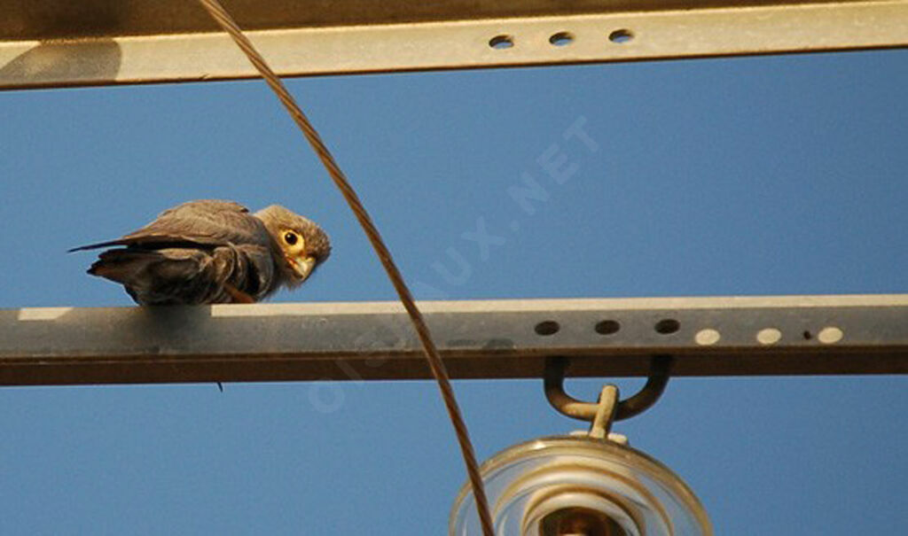 Grey Kestrel