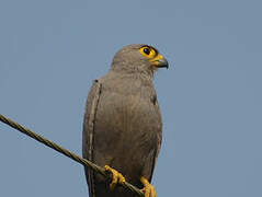 Grey Kestrel