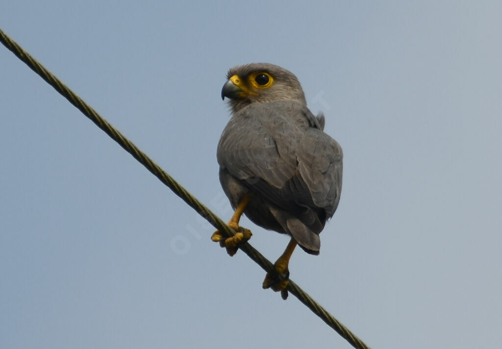 Grey Kestreladult, identification