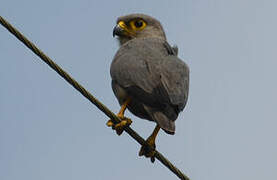 Grey Kestrel