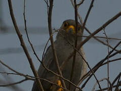 Grey Kestrel