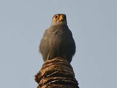 Grey Kestrel