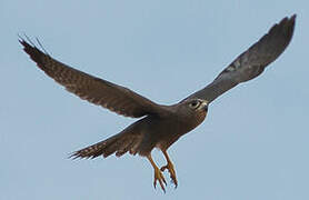 Grey Kestrel