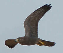 Grey Kestrel