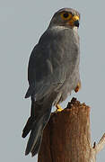 Grey Kestrel