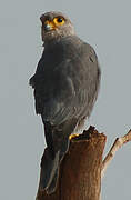 Grey Kestrel