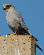 Grey Kestrel