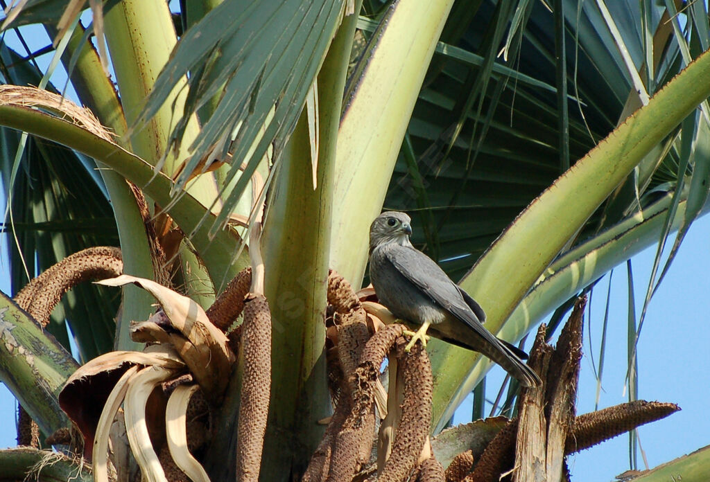 Faucon ardoiséadulte, identification