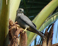 Grey Kestrel