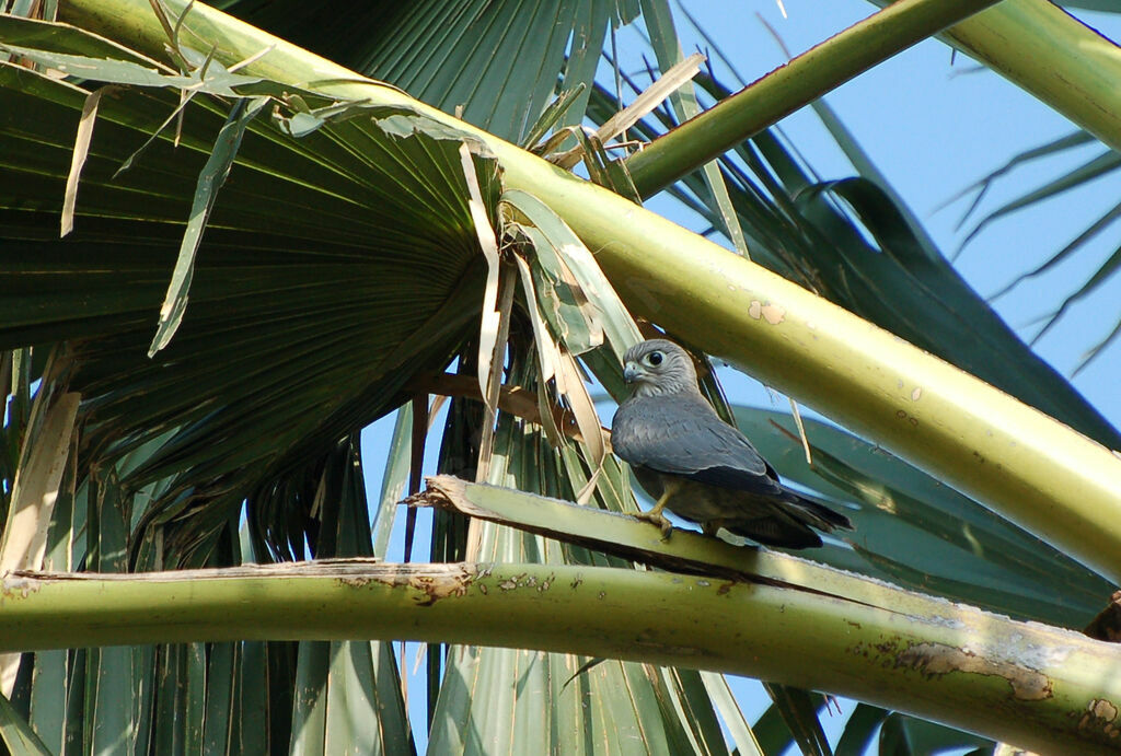 Grey Kestreladult, identification