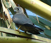 Grey Kestrel