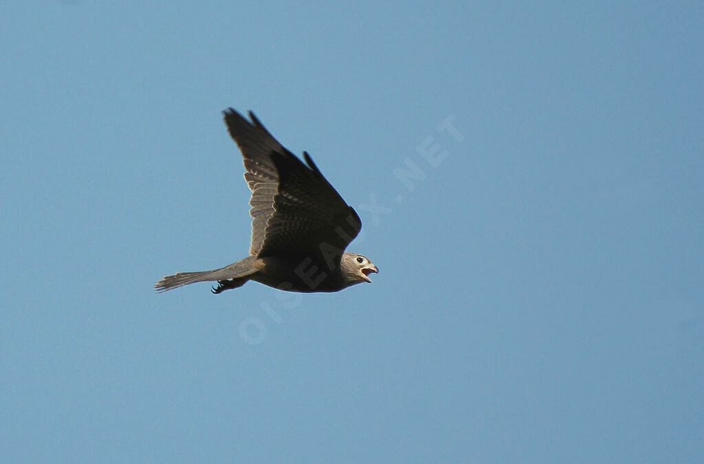 Grey Kestreladult, Flight