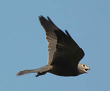 Grey Kestrel