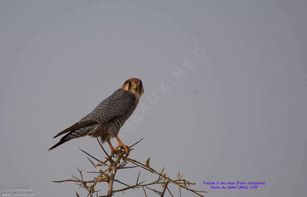 Red-necked Falconadult post breeding