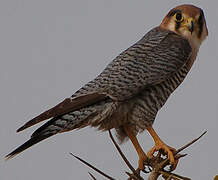 Red-necked Falcon