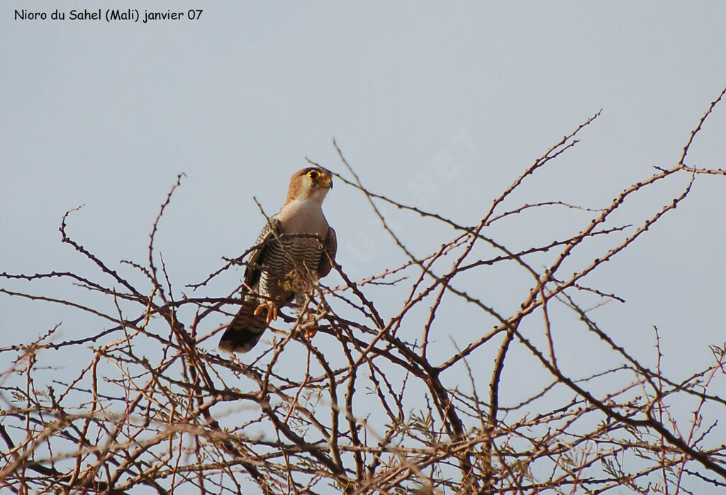 Red-necked Falcon