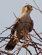 Red-necked Falcon