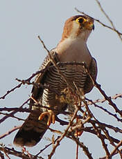 Faucon chicquera