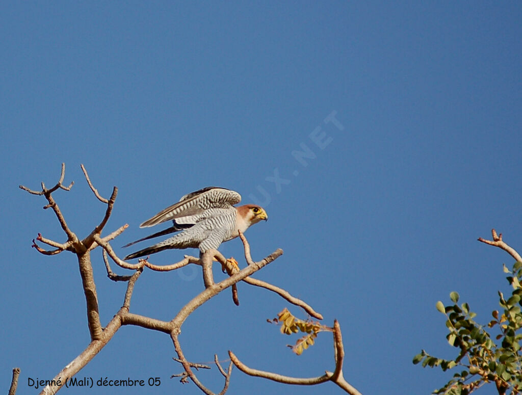 Red-necked Falcon