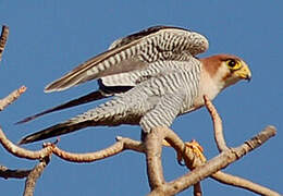 Red-necked Falcon