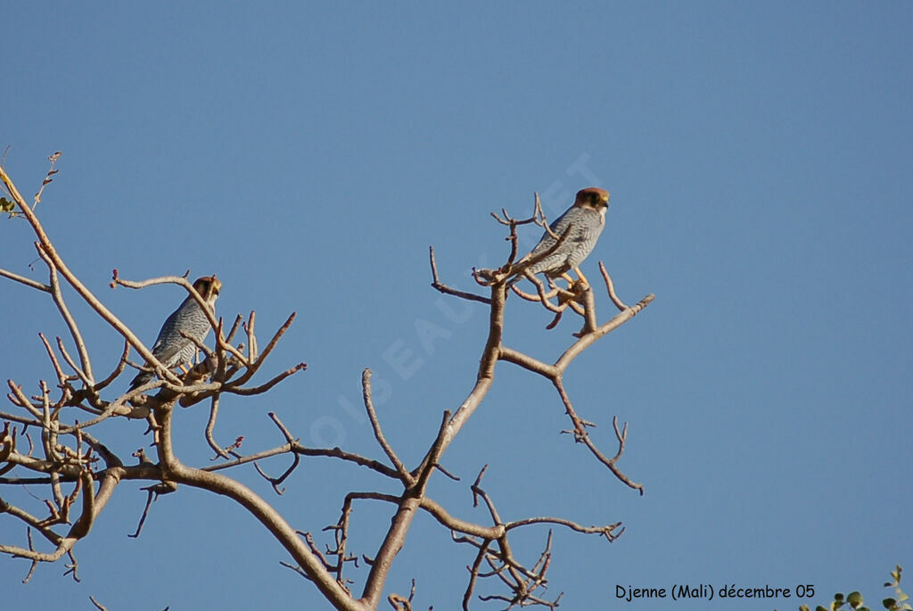 Red-necked Falcon adult