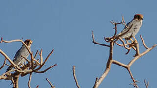 Red-necked Falcon