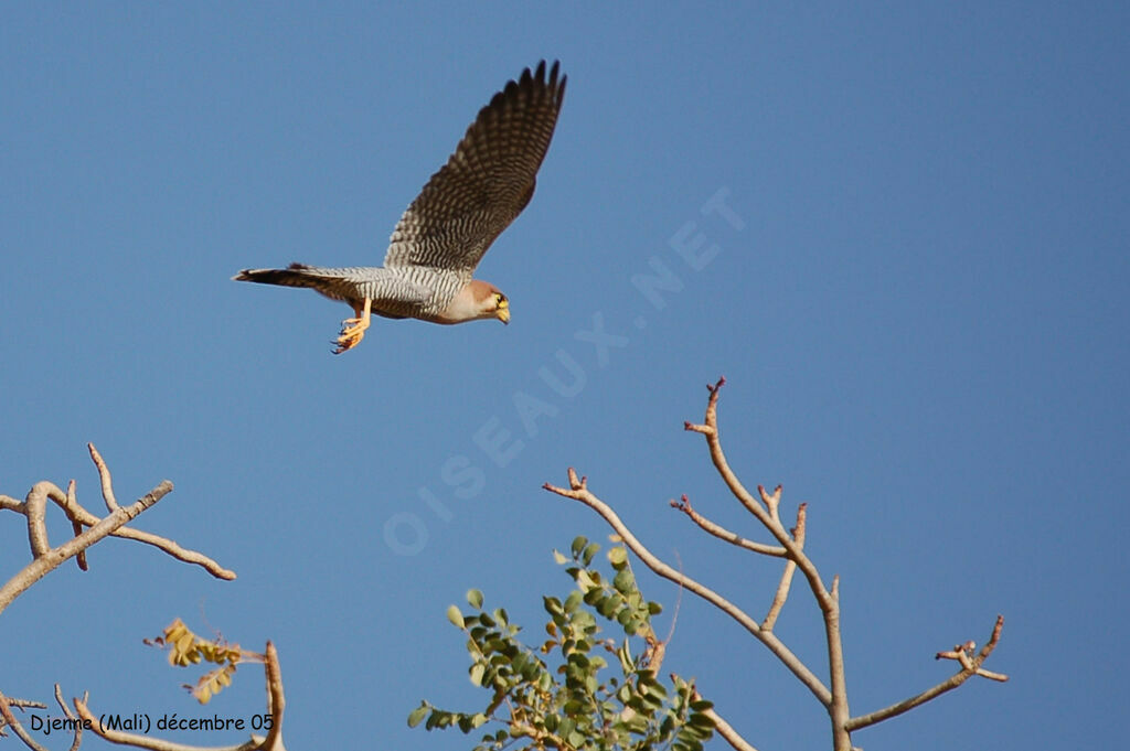 Red-necked Falcon