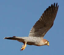 Red-necked Falcon