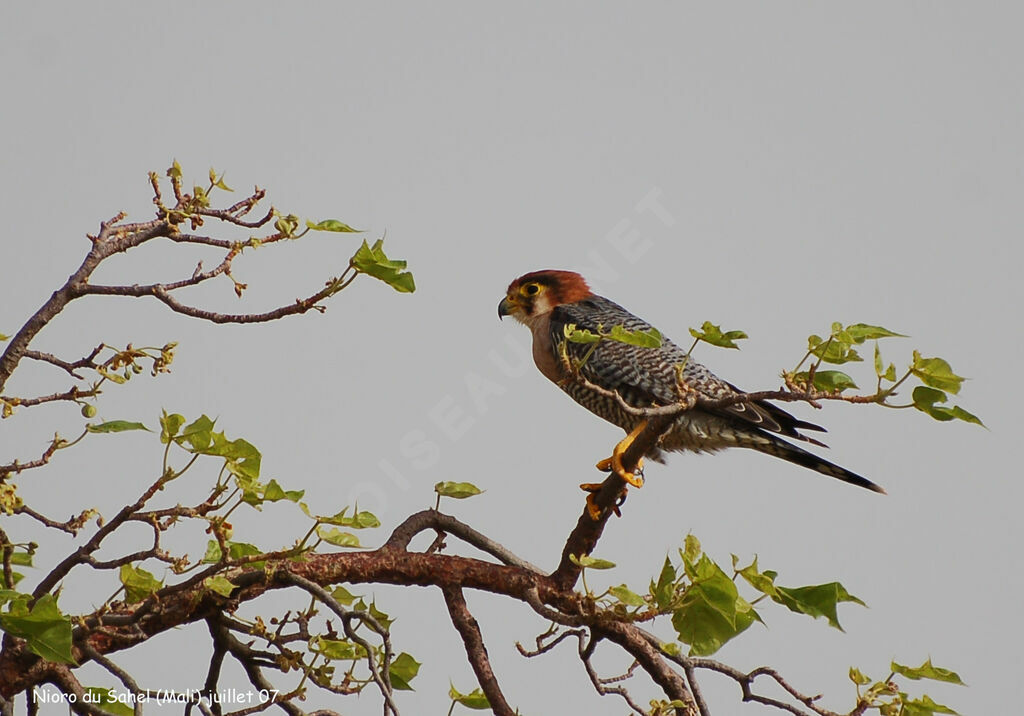 Red-necked Falconadult