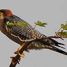 Faucon chicquera