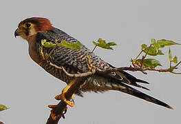 Red-necked Falcon