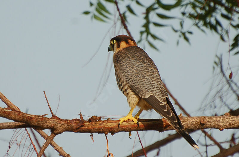 Red-necked Falconimmature, identification