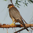 Faucon chicquera