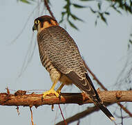 Red-necked Falcon