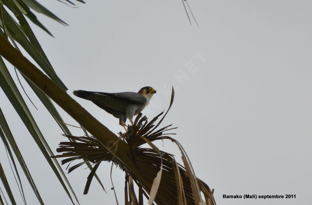 Red-necked Falconadult