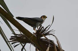 Red-necked Falcon