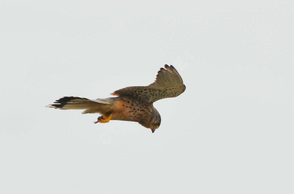 Common Kestreladult, Flight